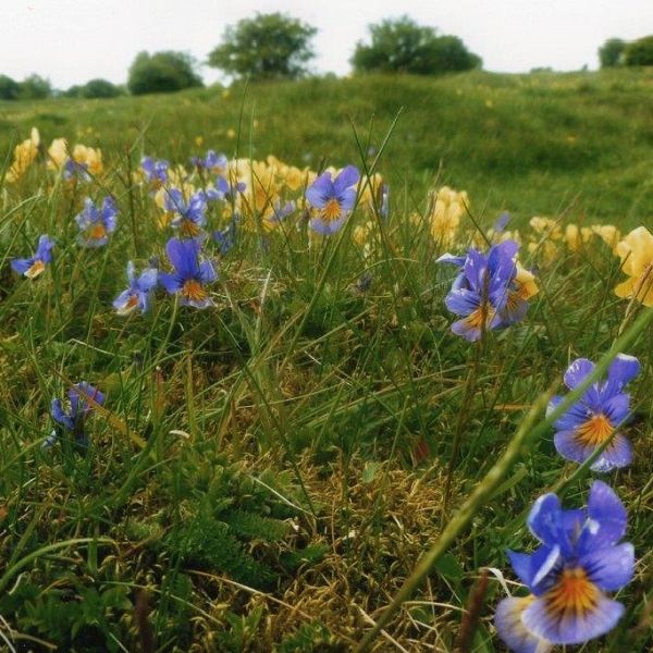 Flowers, Vistas and a Potted History